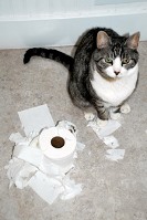 Eddie and toilet paper