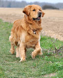 golden-retriever-dog